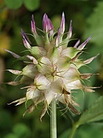 Trifolium spumosum
