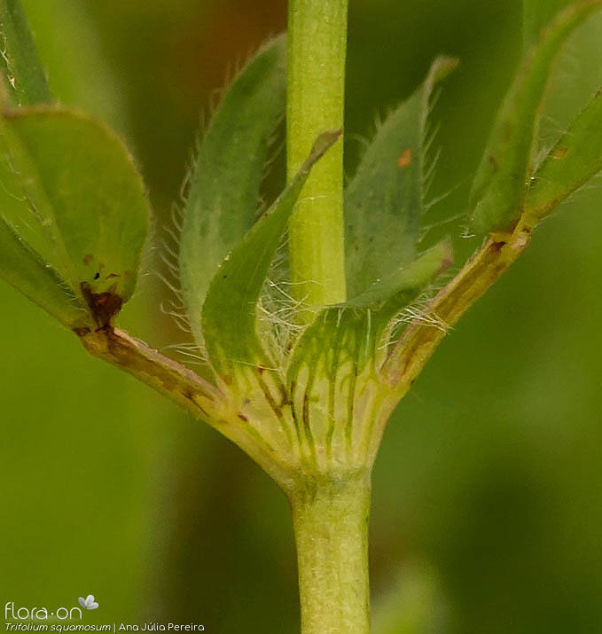 Trifolium squamosum - Estípulas | Ana Júlia Pereira; CC BY-NC 4.0