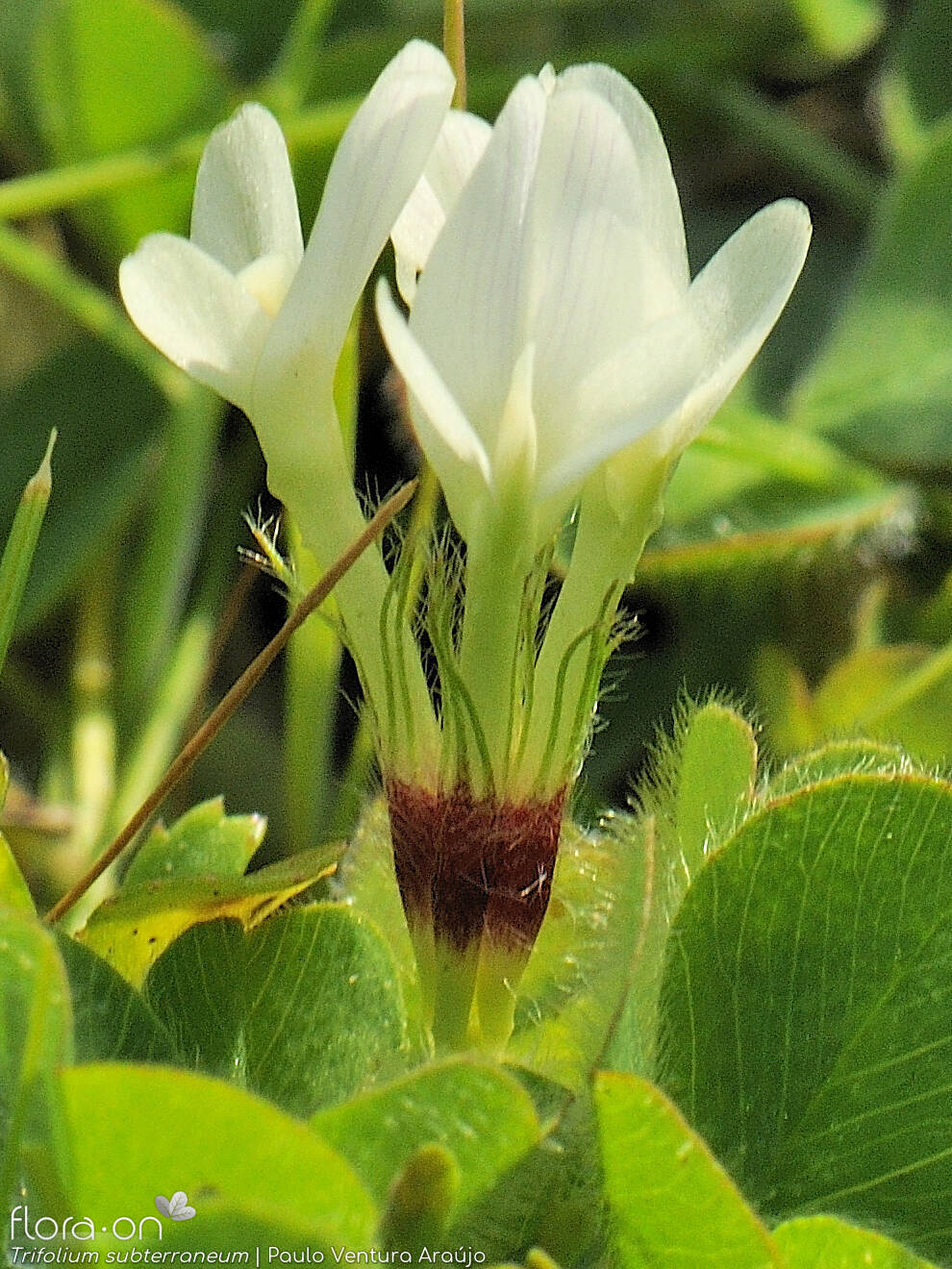Trifolium subterraneum - Flor (close-up) | Paulo Ventura Araújo; CC BY-NC 4.0
