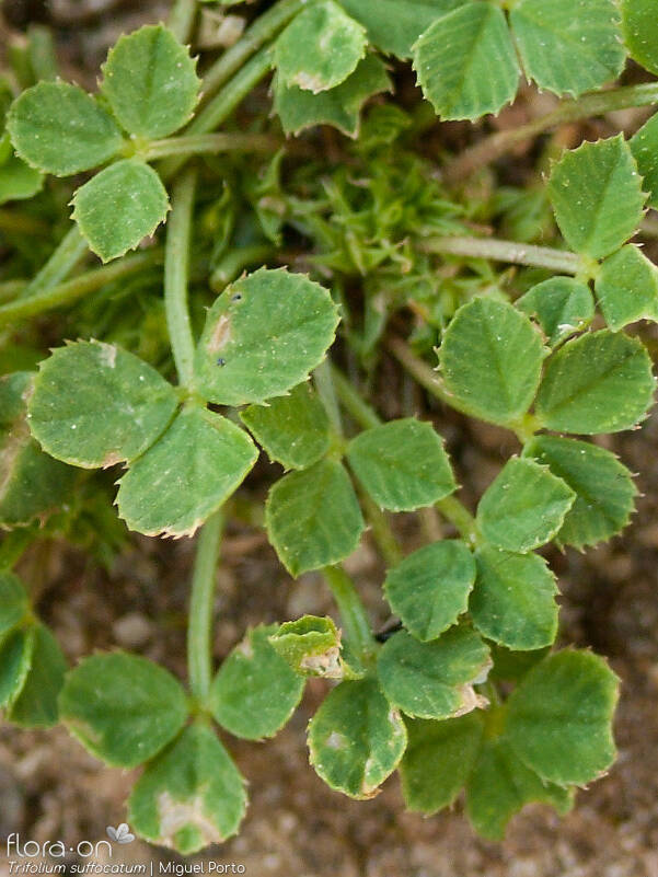 Trifolium suffocatum - Folha | Miguel Porto; CC BY-NC 4.0