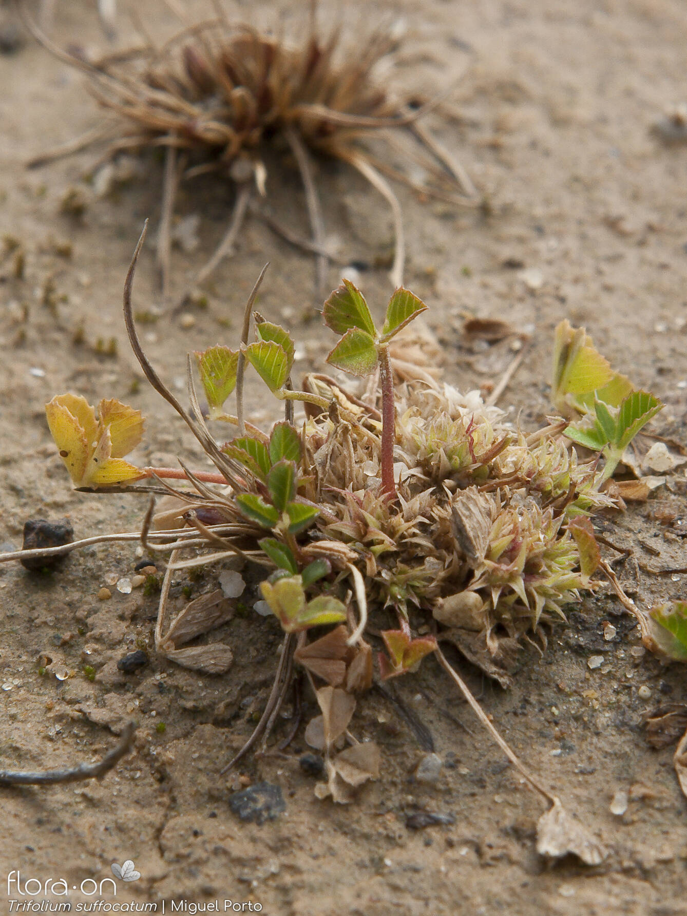Trifolium suffocatum - Hábito | Miguel Porto; CC BY-NC 4.0
