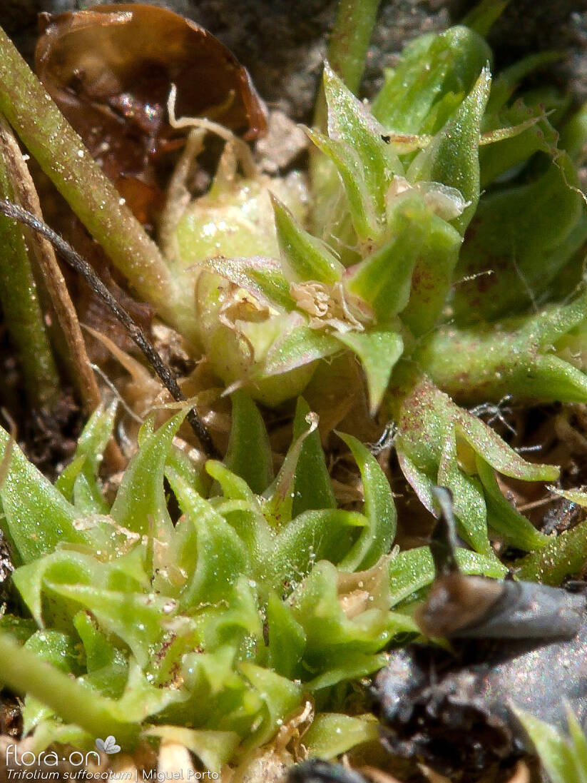 Trifolium suffocatum - Flor (close-up) | Miguel Porto; CC BY-NC 4.0