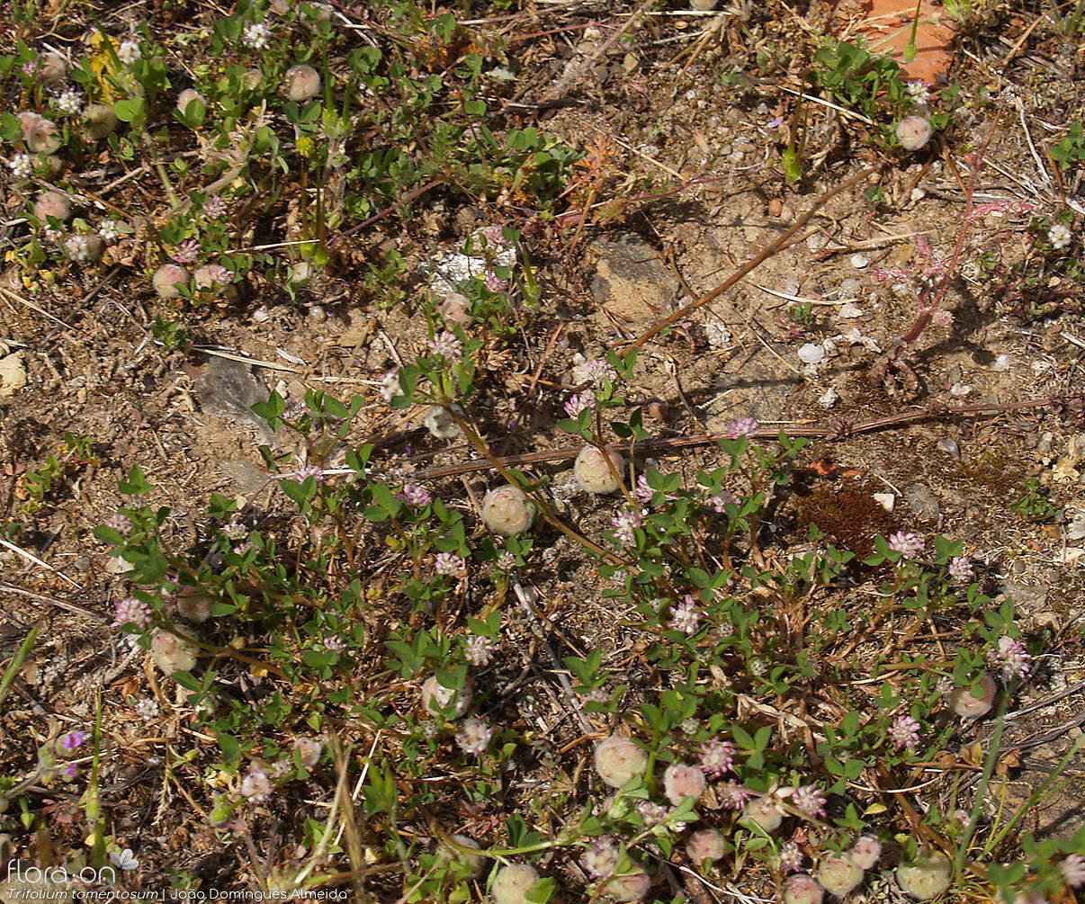 Trifolium tomentosum - Hábito | João Domingues Almeida; CC BY-NC 4.0