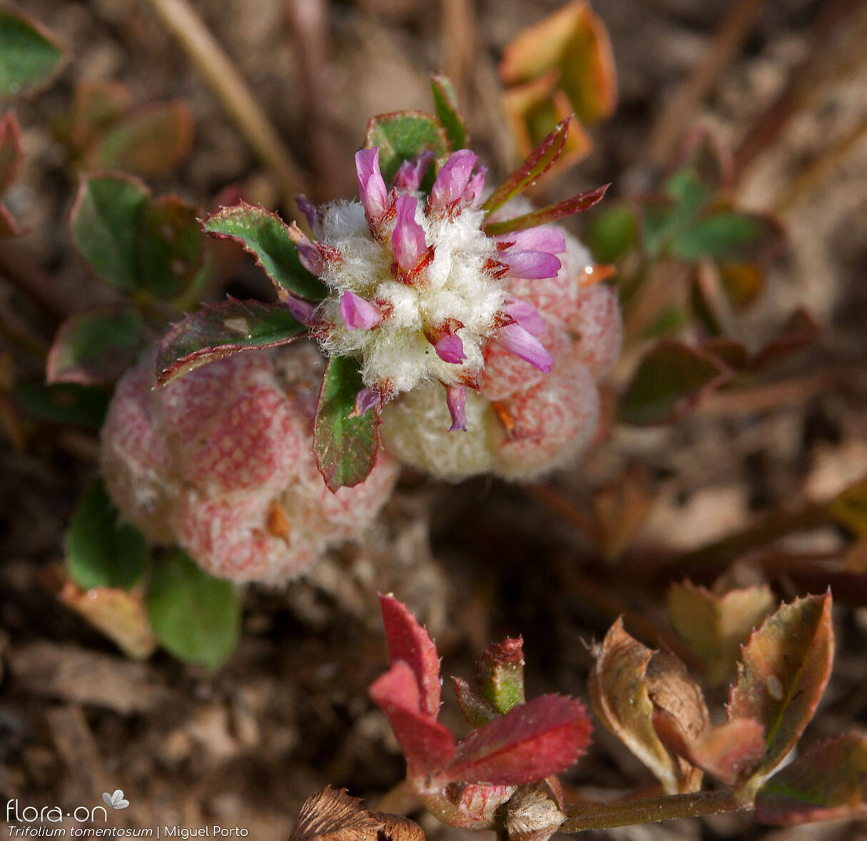 Trifolium tomentosum - Flor (geral) | Miguel Porto; CC BY-NC 4.0