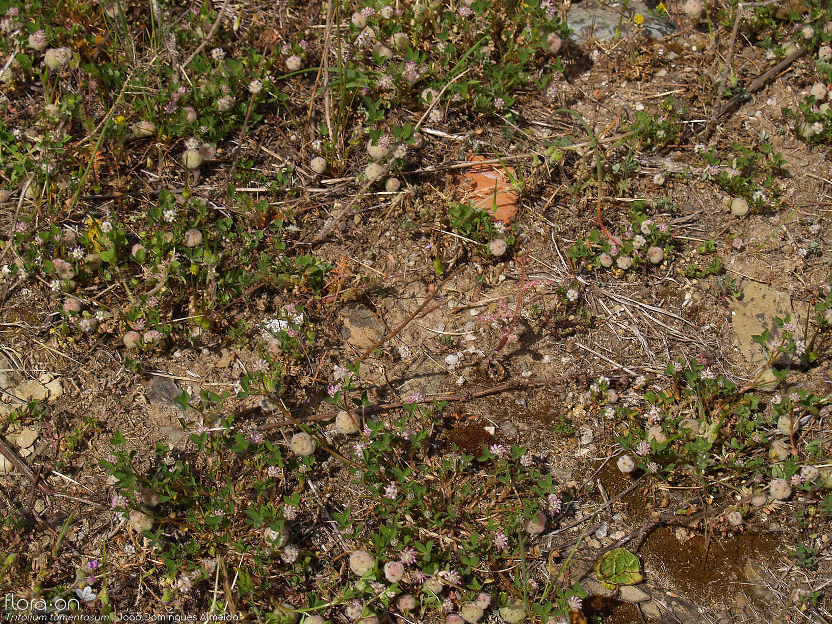 Trifolium tomentosum - Hábito | João Domingues Almeida; CC BY-NC 4.0