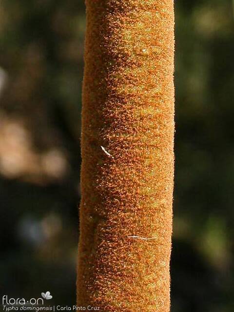 Typha domingensis - Flor (close-up) | Carla Pinto Cruz; CC BY-NC 4.0