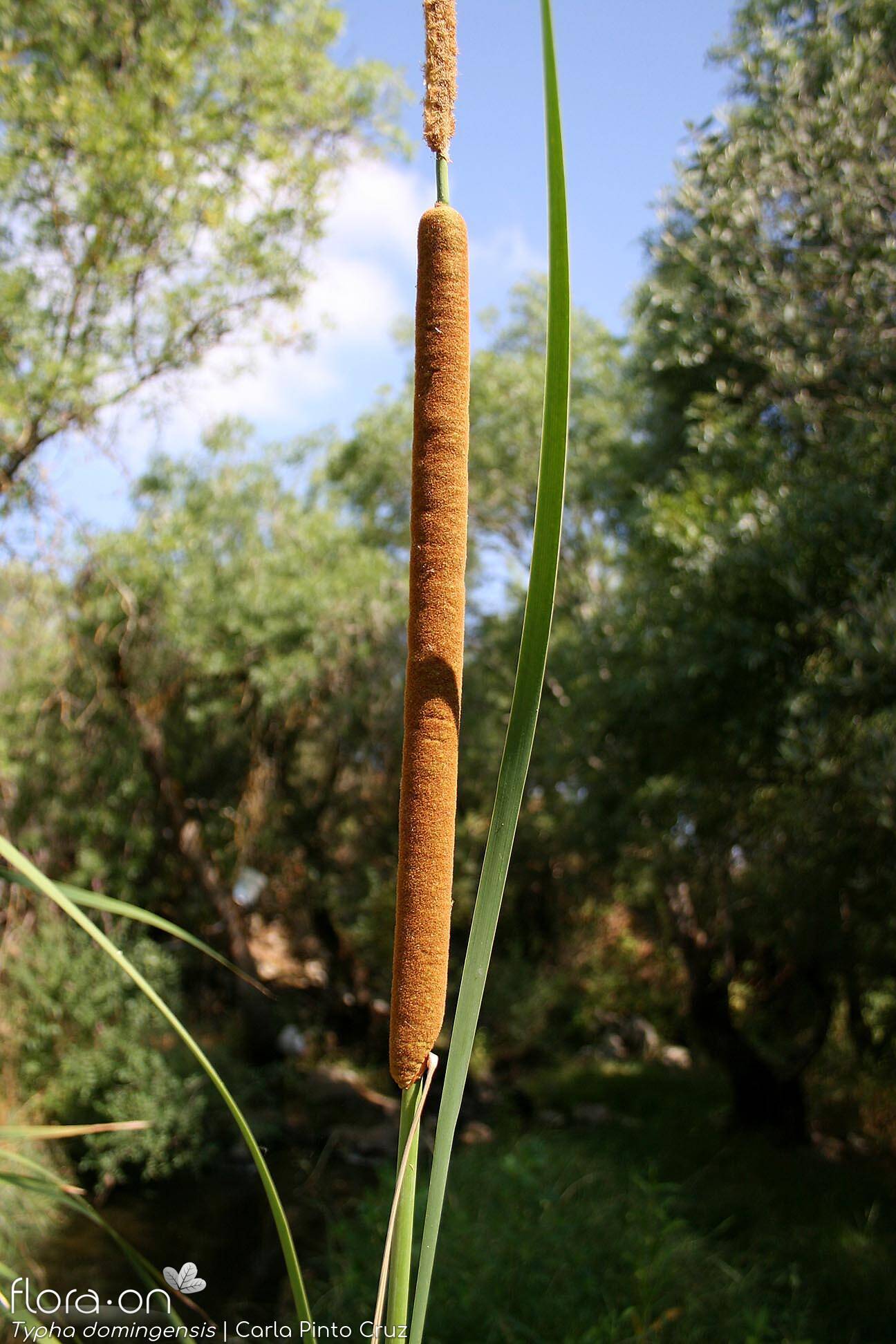Typha domingensis - Flor (geral) | Carla Pinto Cruz; CC BY-NC 4.0