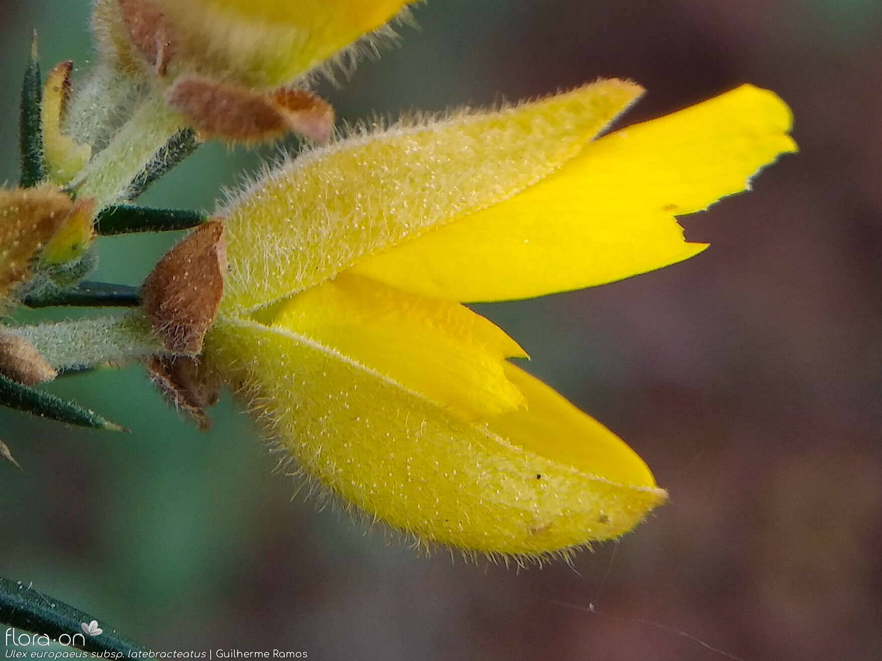 Ulex europaeus - Flor (close-up) | Guilherme Ramos; CC BY-NC 4.0