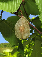 Ulmus glabra