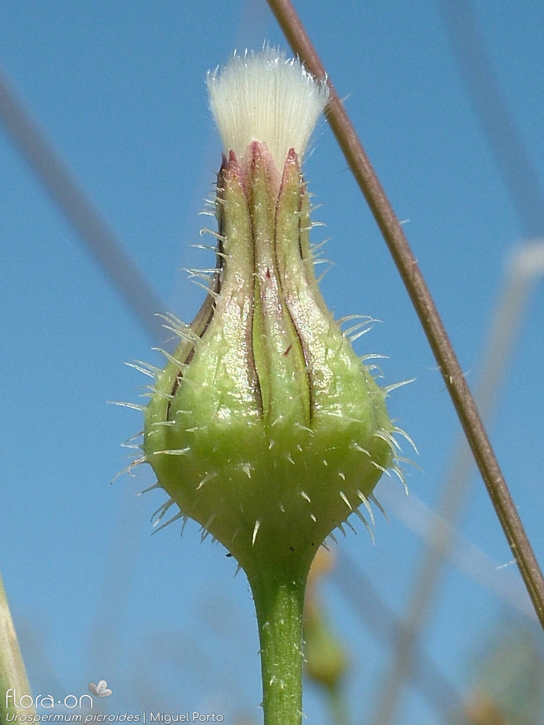 Urospermum picroides - Capítulo frutífero | Miguel Porto; CC BY-NC 4.0