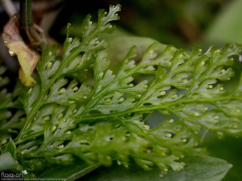 Vandenboschia speciosa - Folha | Paulo Ventura Araújo; CC BY-NC 4.0