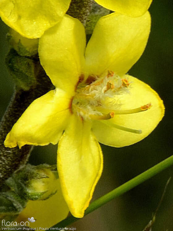 Verbascum thapsus - Flor (close-up) | Paulo Ventura Araújo; CC BY-NC 4.0