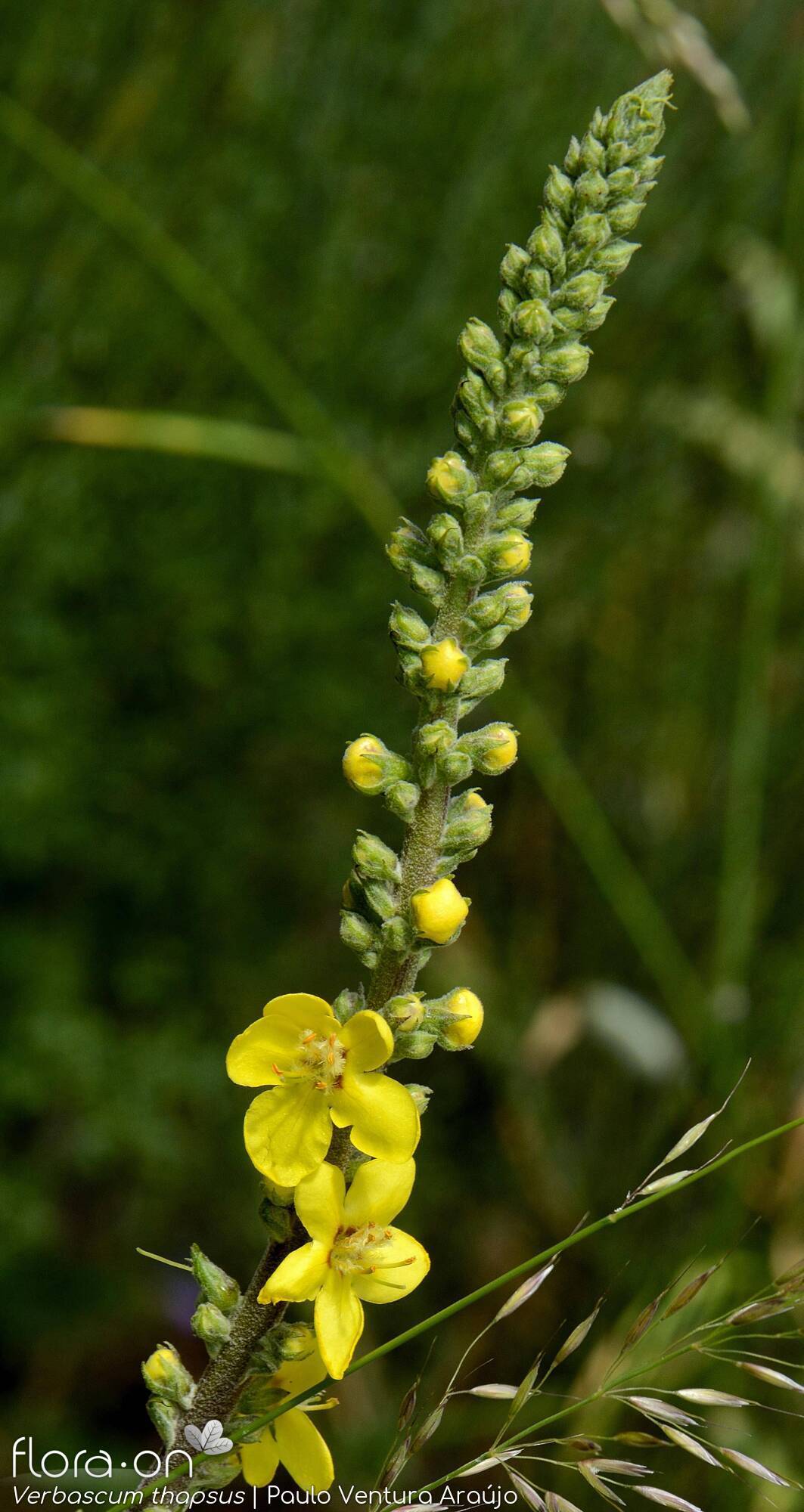 Verbascum thapsus - Flor (geral) | Paulo Ventura Araújo; CC BY-NC 4.0