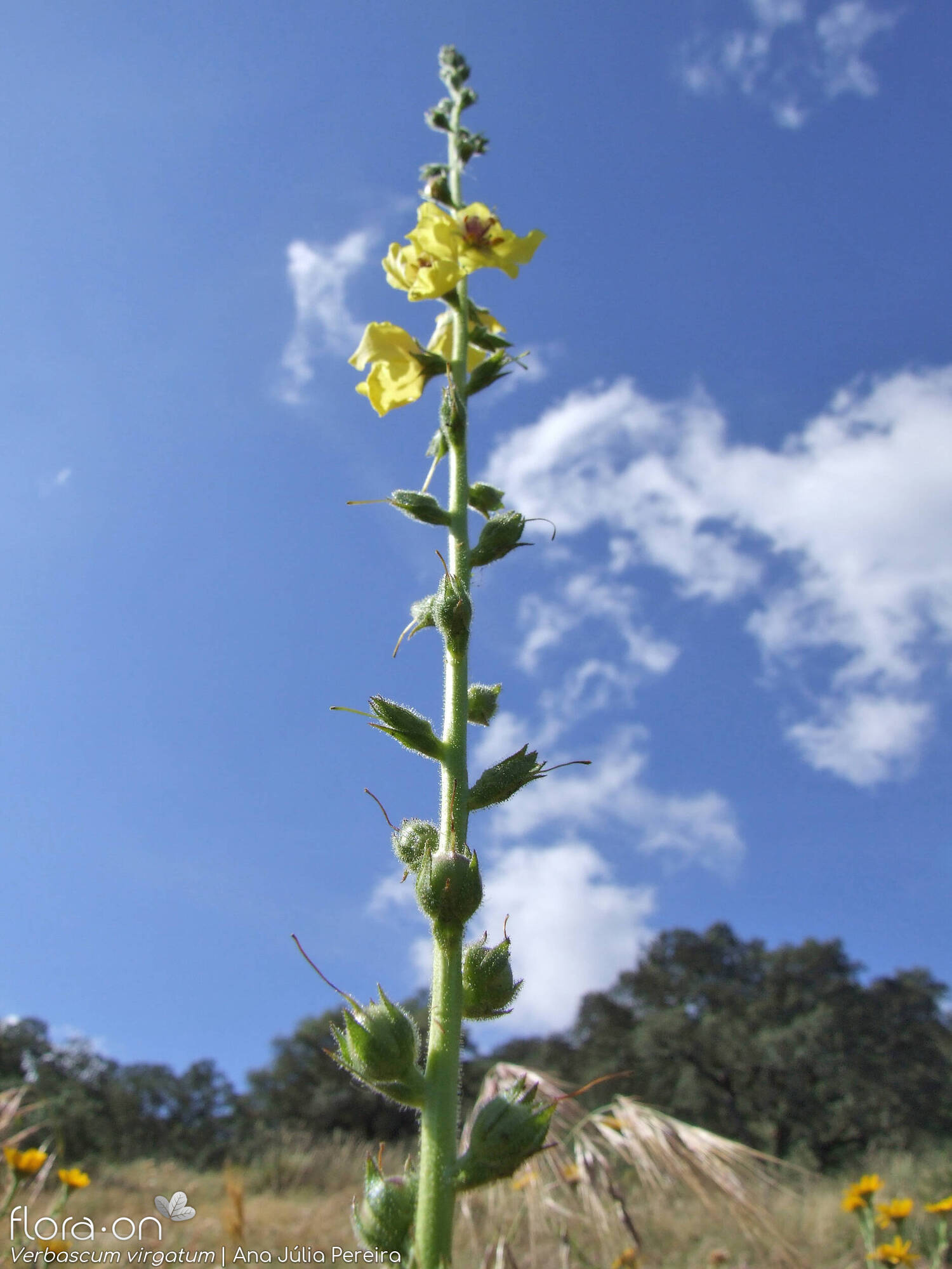 Verbascum virgatum - Flor (geral) | Ana Júlia Pereira; CC BY-NC 4.0
