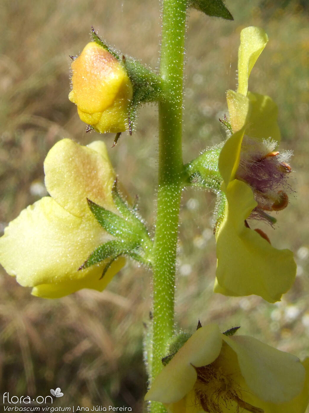 Verbascum virgatum - Flor (close-up) | Ana Júlia Pereira; CC BY-NC 4.0