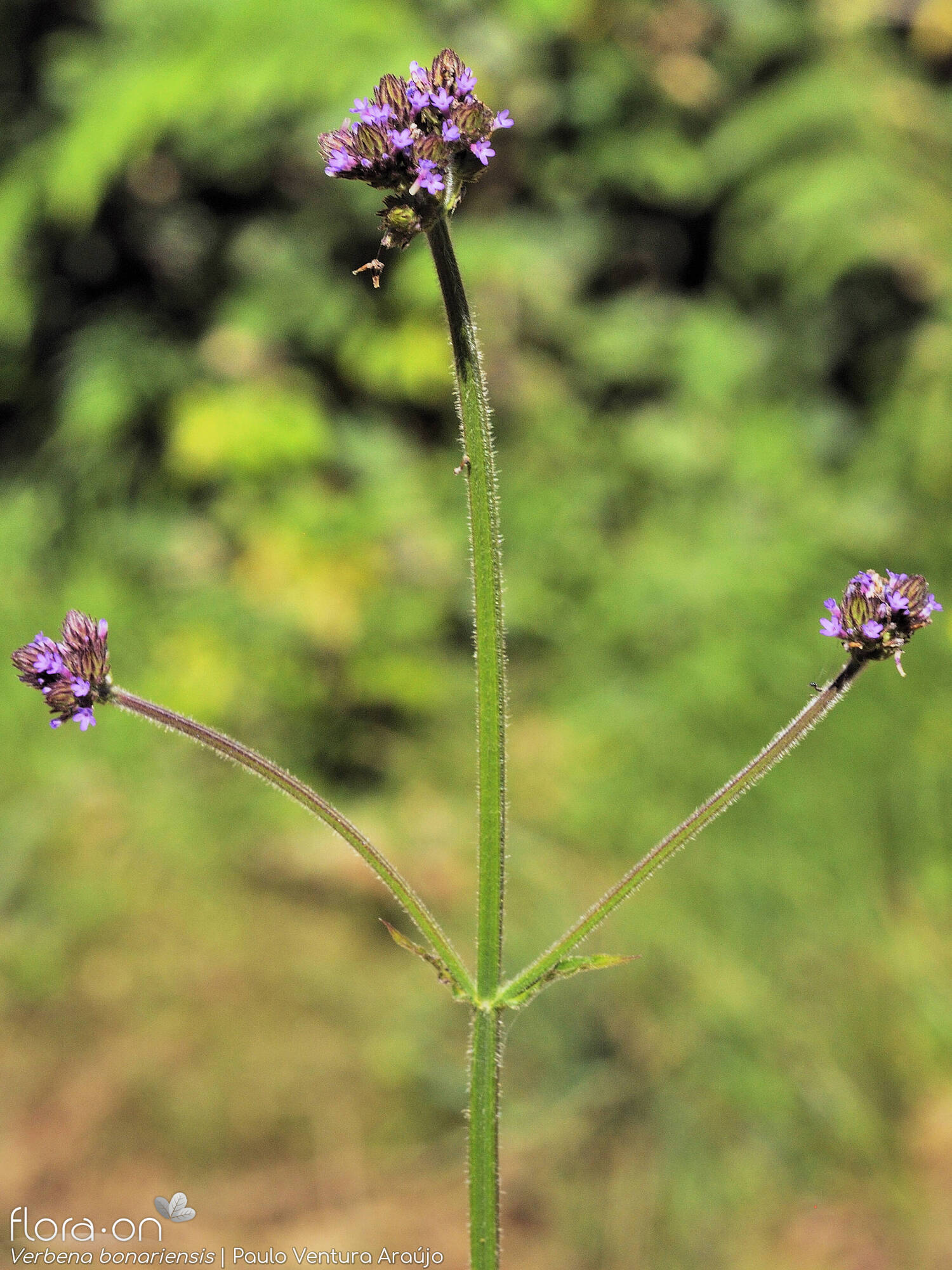 Verbena bonariensis - Flor (geral) | Paulo Ventura Araújo; CC BY-NC 4.0