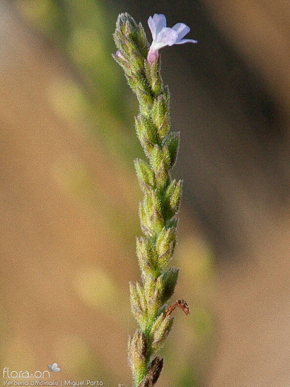 Verbena officinalis - Flor (geral) | Miguel Porto; CC BY-NC 4.0
