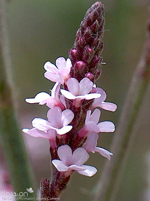 Verbenaceae