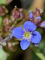 Veronica beccabunga