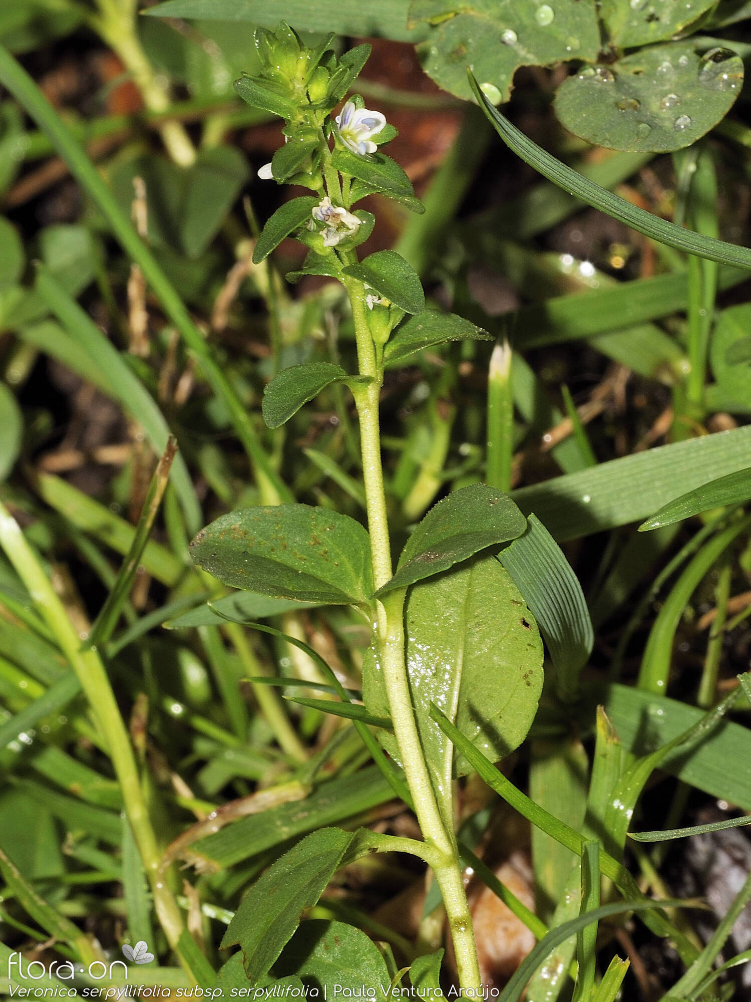 Veronica serpyllifolia - Hábito | Paulo Ventura Araújo; CC BY-NC 4.0