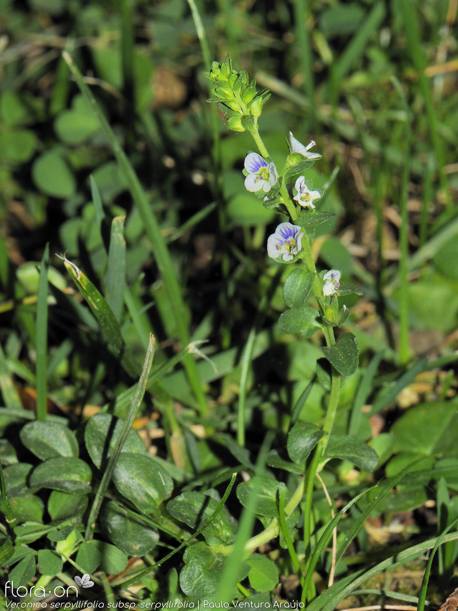 Veronica serpyllifolia - Hábito | Paulo Ventura Araújo; CC BY-NC 4.0