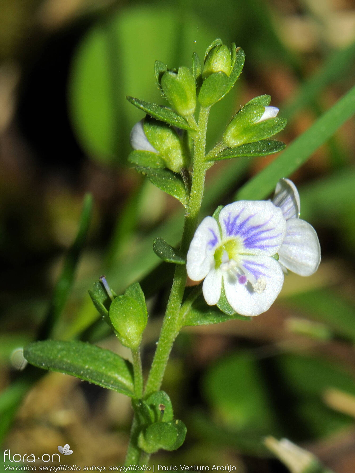 Veronica serpyllifolia - Flor (geral) | Paulo Ventura Araújo; CC BY-NC 4.0