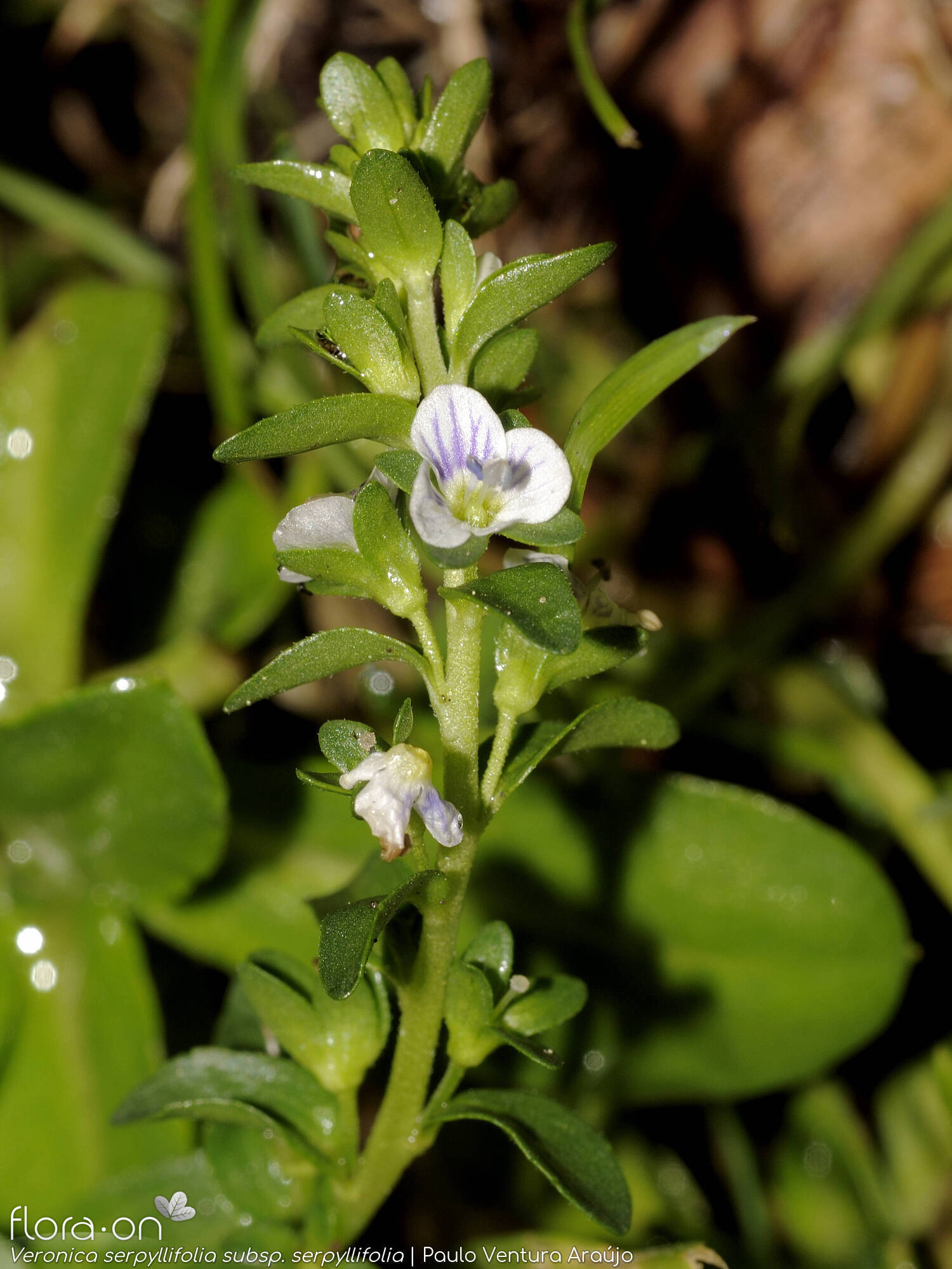 Veronica serpyllifolia - Flor (geral) | Paulo Ventura Araújo; CC BY-NC 4.0