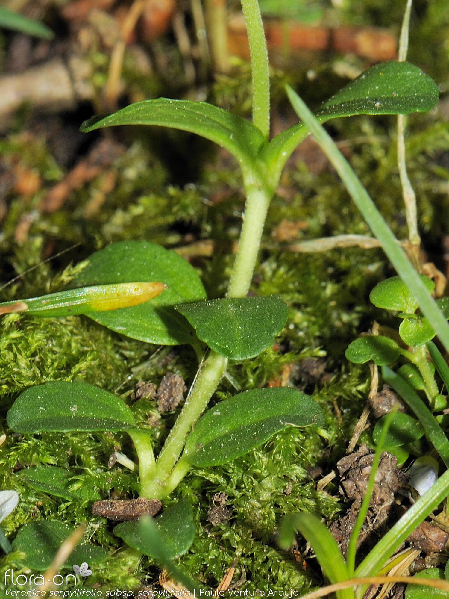 Veronica serpyllifolia - Folha (geral) | Paulo Ventura Araújo; CC BY-NC 4.0