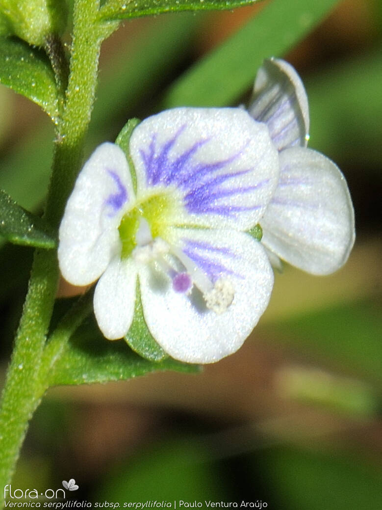 Veronica serpyllifolia - Flor (close-up) | Paulo Ventura Araújo; CC BY-NC 4.0