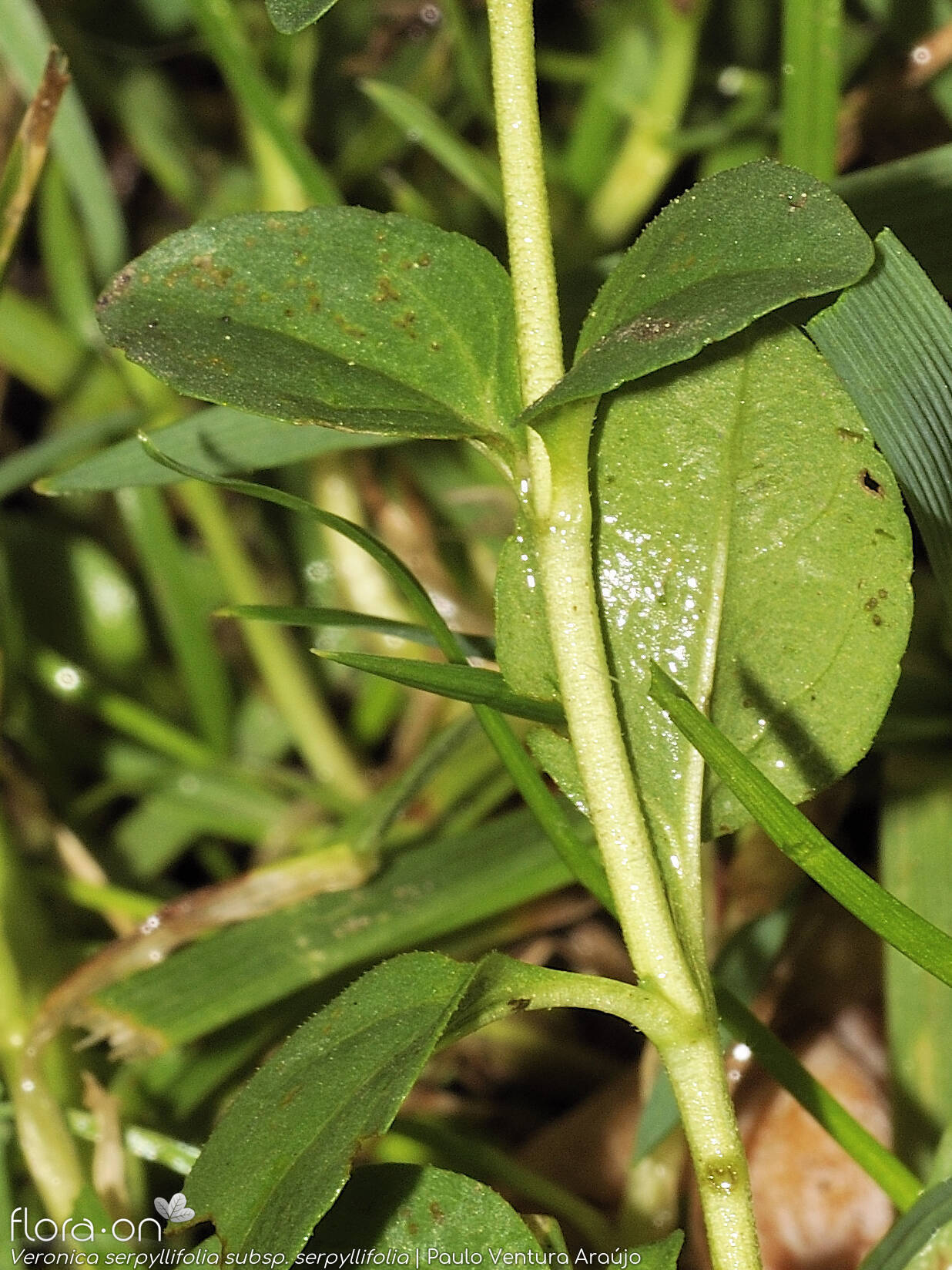 Veronica serpyllifolia - Folha | Paulo Ventura Araújo; CC BY-NC 4.0