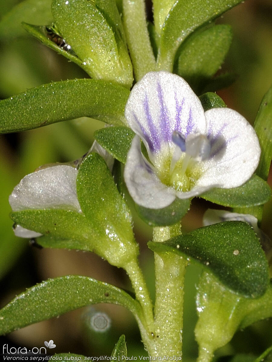 Veronica serpyllifolia - Flor (close-up) | Paulo Ventura Araújo; CC BY-NC 4.0