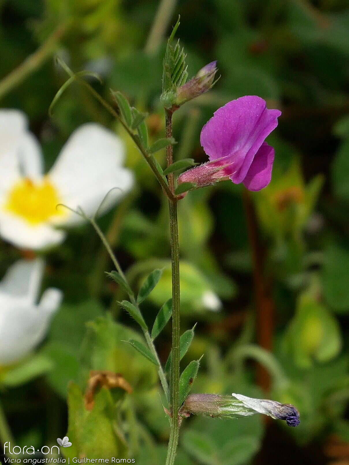 Vicia angustifolia - Flor (geral) | Guilherme Ramos; CC BY-NC 4.0