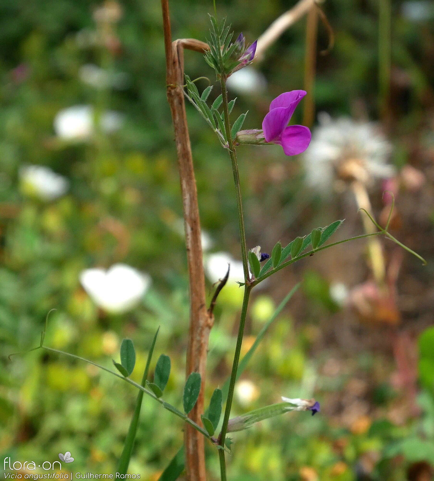 Vicia angustifolia - Hábito | Guilherme Ramos; CC BY-NC 4.0