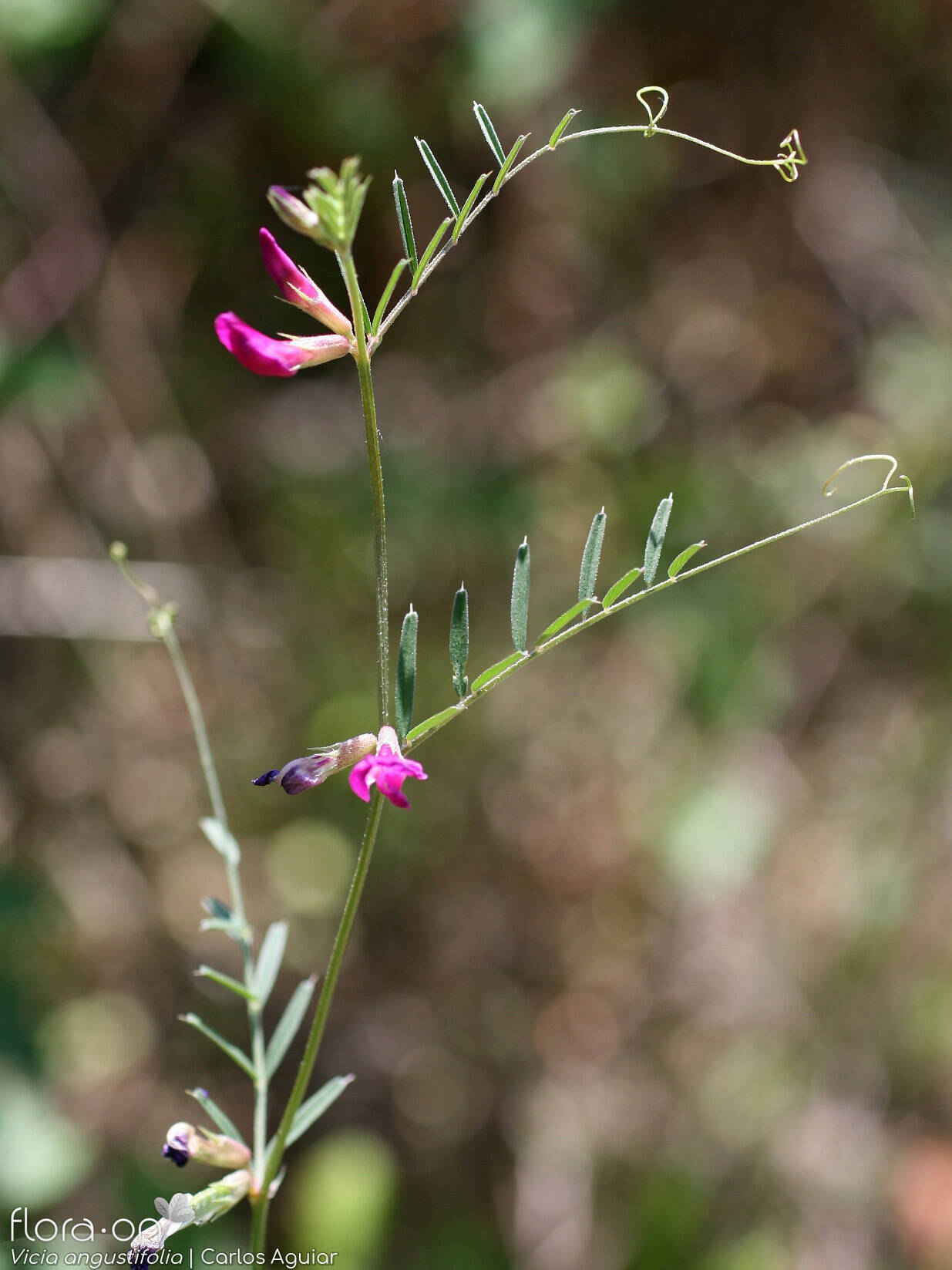 Vicia angustifolia - Hábito | Carlos Aguiar; CC BY-NC 4.0