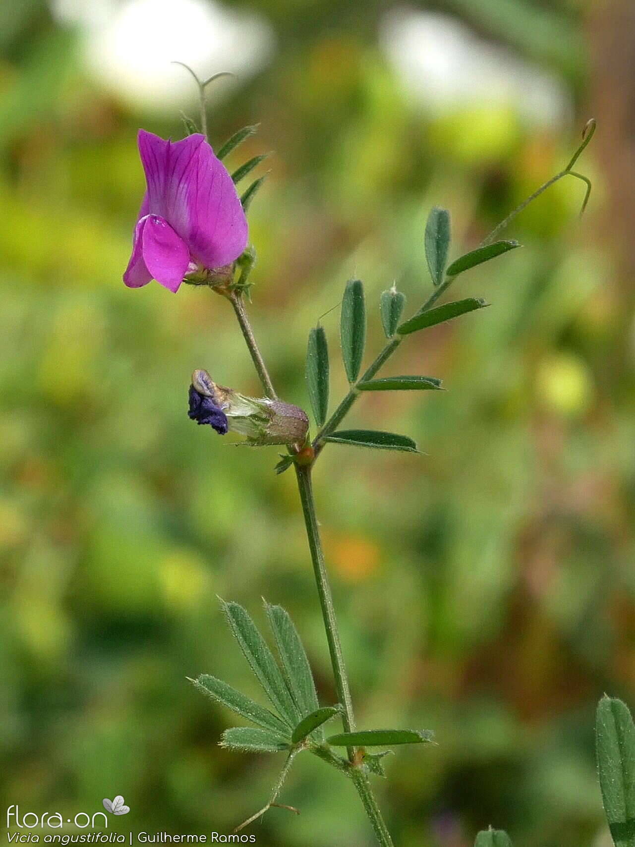 Vicia angustifolia - Flor (geral) | Guilherme Ramos; CC BY-NC 4.0