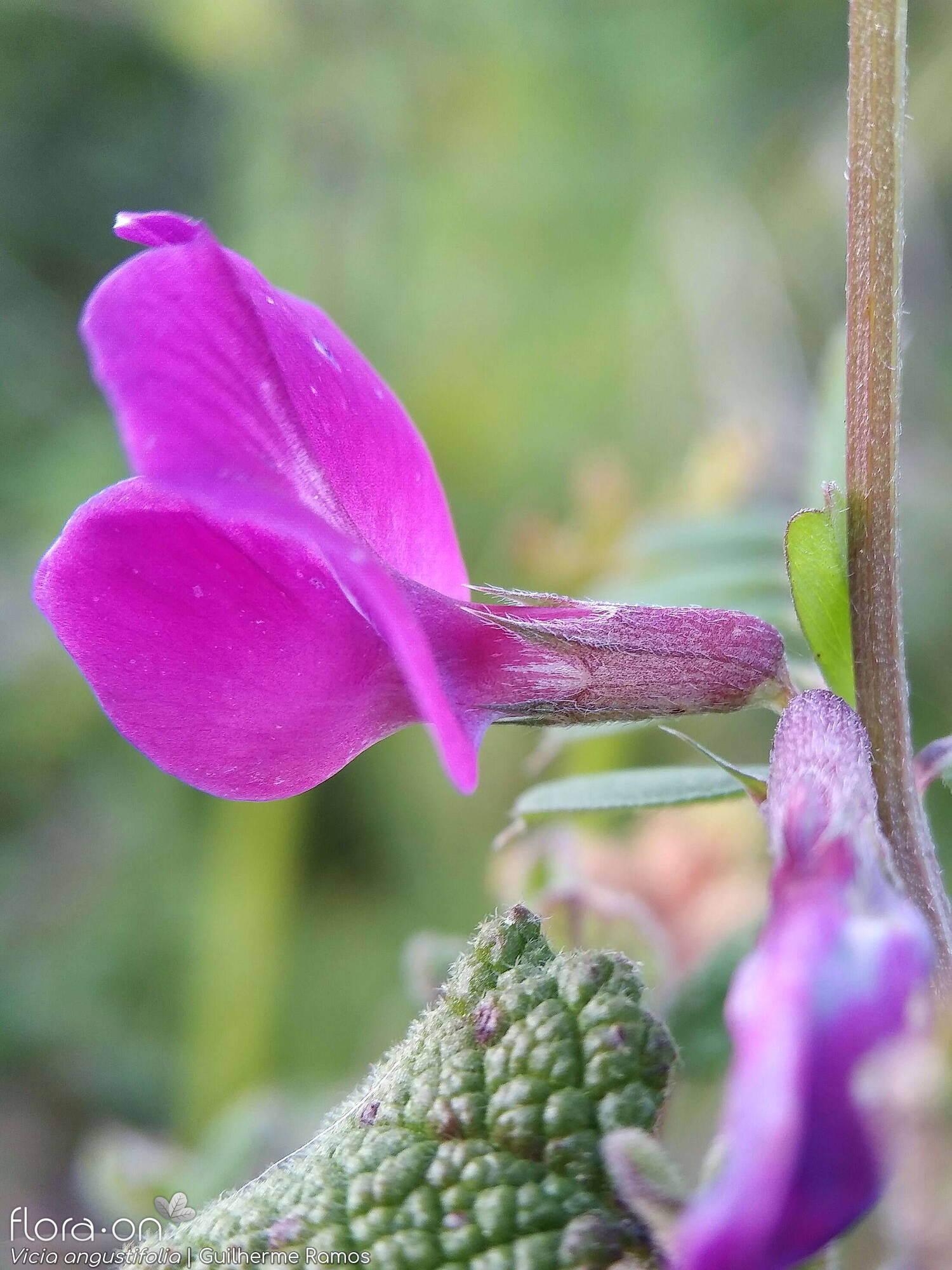 Vicia angustifolia - Flor (close-up) | Guilherme Ramos; CC BY-NC 4.0