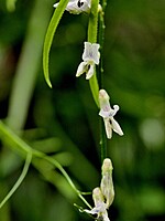 Vicia capreolata