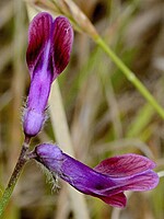 Vicia costae