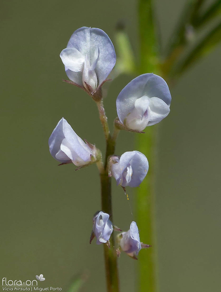 Vicia hirsuta - Flor (close-up) | Miguel Porto; CC BY-NC 4.0