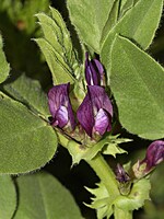 Vicia narbonensis-(1)