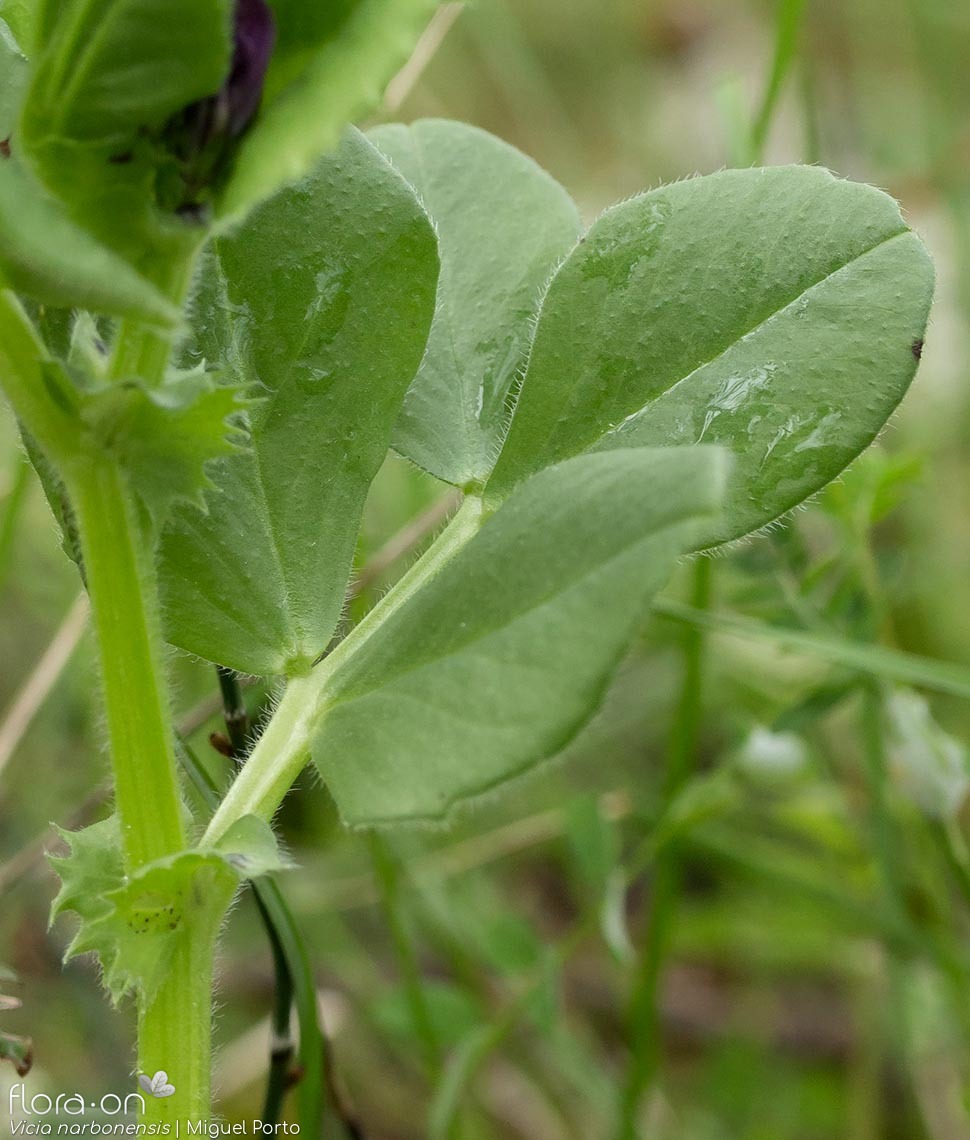 Vicia narbonensis-(2) - Folha | Miguel Porto; CC BY-NC 4.0