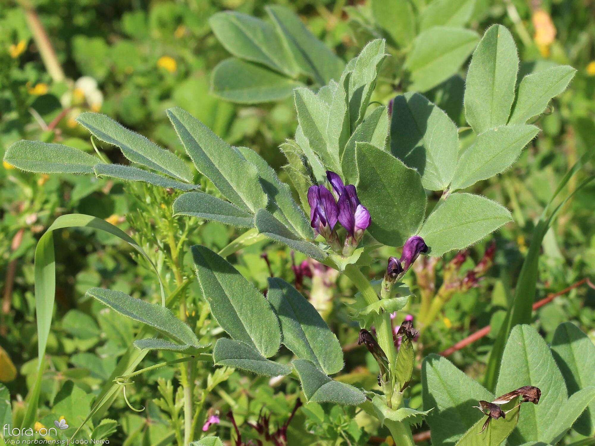 Vicia narbonensis-(2) - Flor (geral) | João Neiva; CC BY-NC 4.0