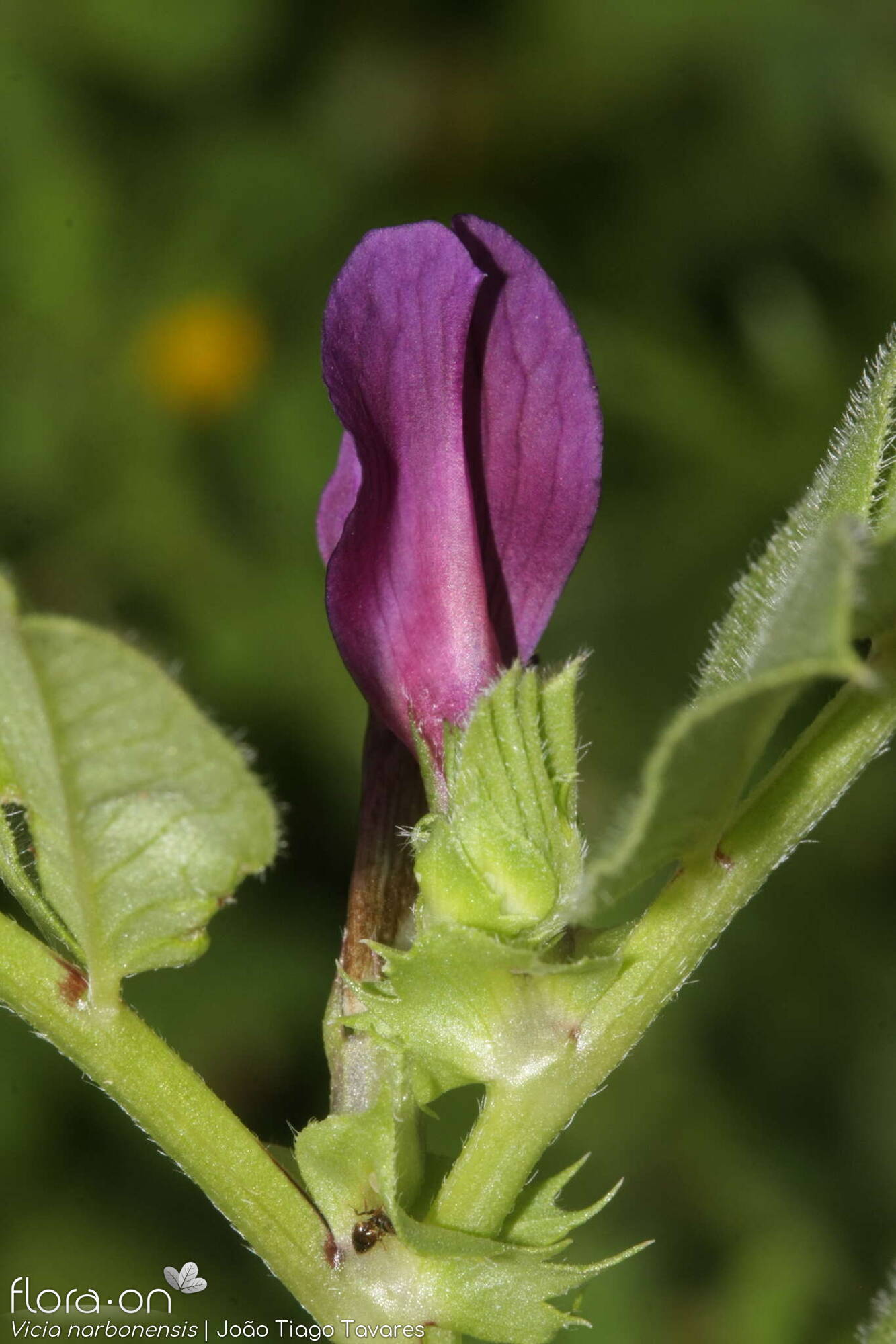 Vicia narbonensis-(2) - Flor (close-up) | João Tiago Tavares; CC BY-NC 4.0