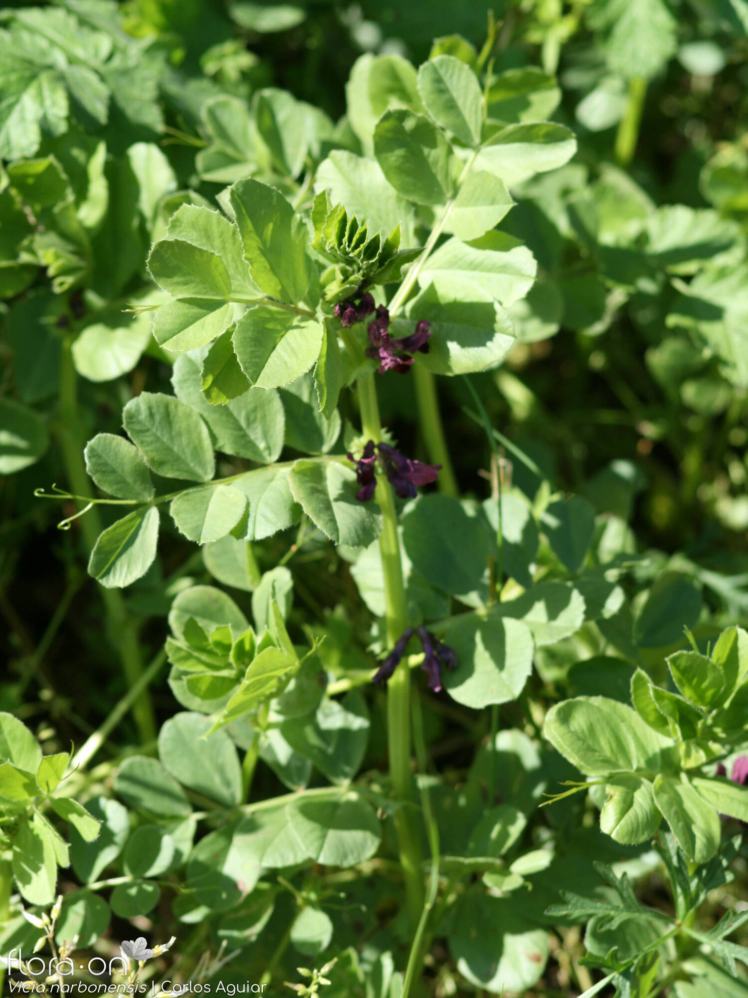 Vicia narbonensis-(2) - Hábito | Carlos Aguiar; CC BY-NC 4.0