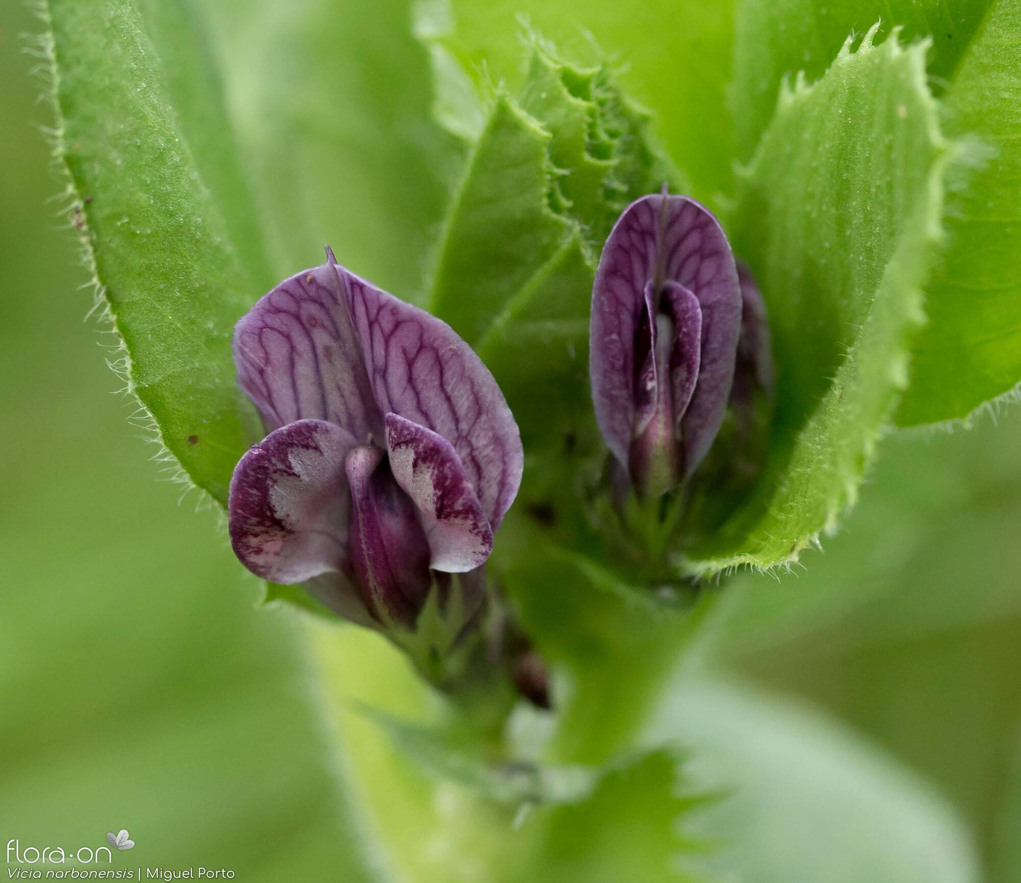 Vicia narbonensis-(2) - Flor (close-up) | Miguel Porto; CC BY-NC 4.0