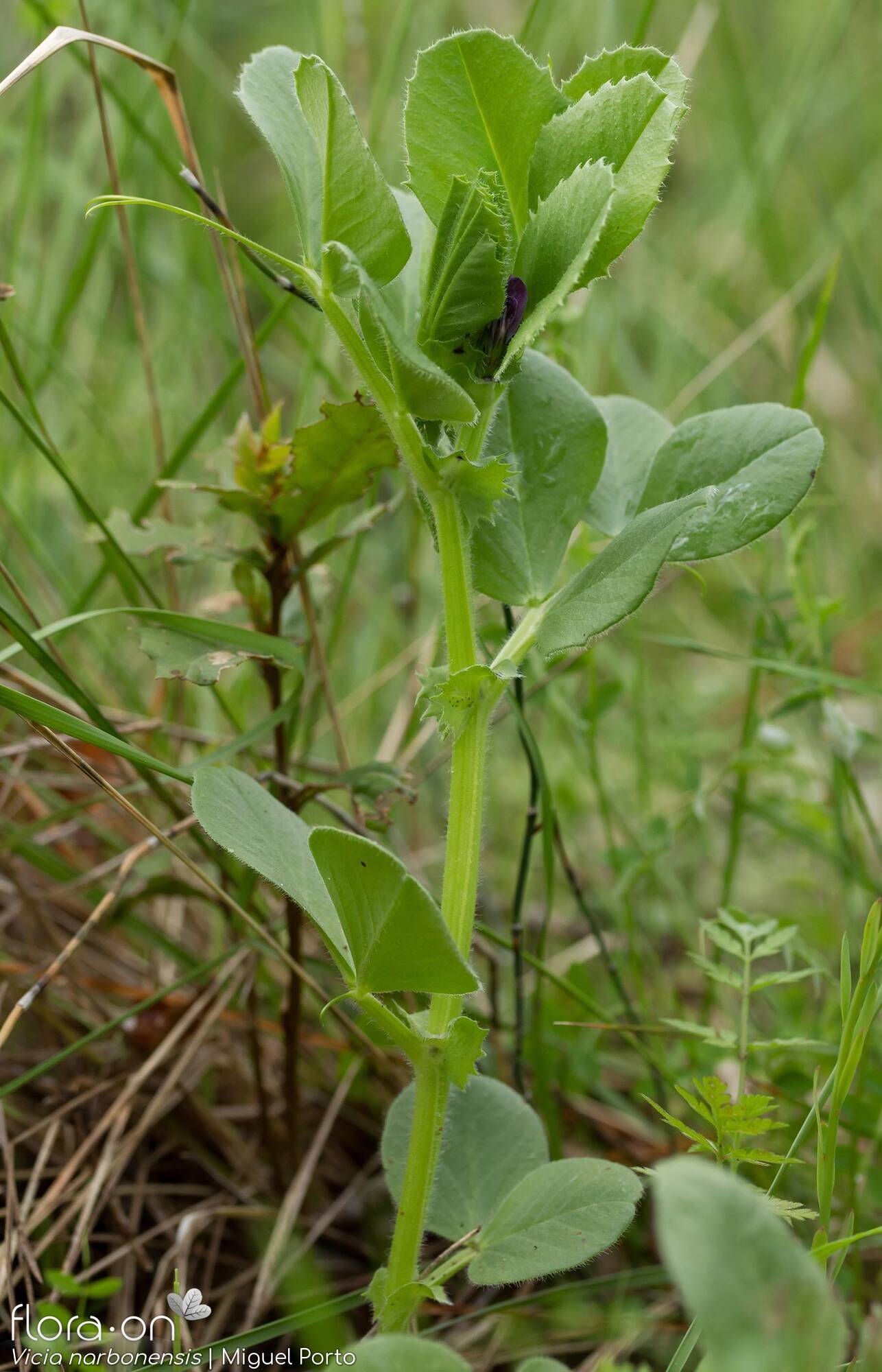 Vicia narbonensis-(2) - Hábito | Miguel Porto; CC BY-NC 4.0