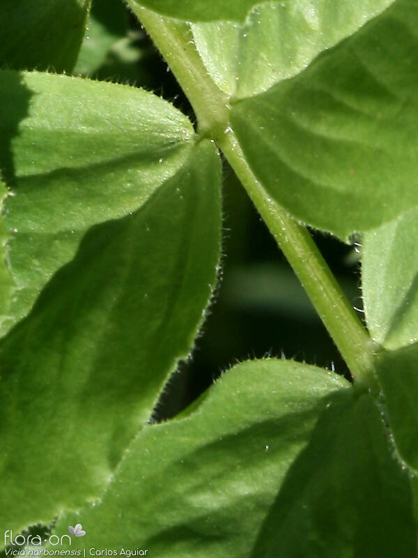 Vicia narbonensis-(2) - Folha | Carlos Aguiar; CC BY-NC 4.0