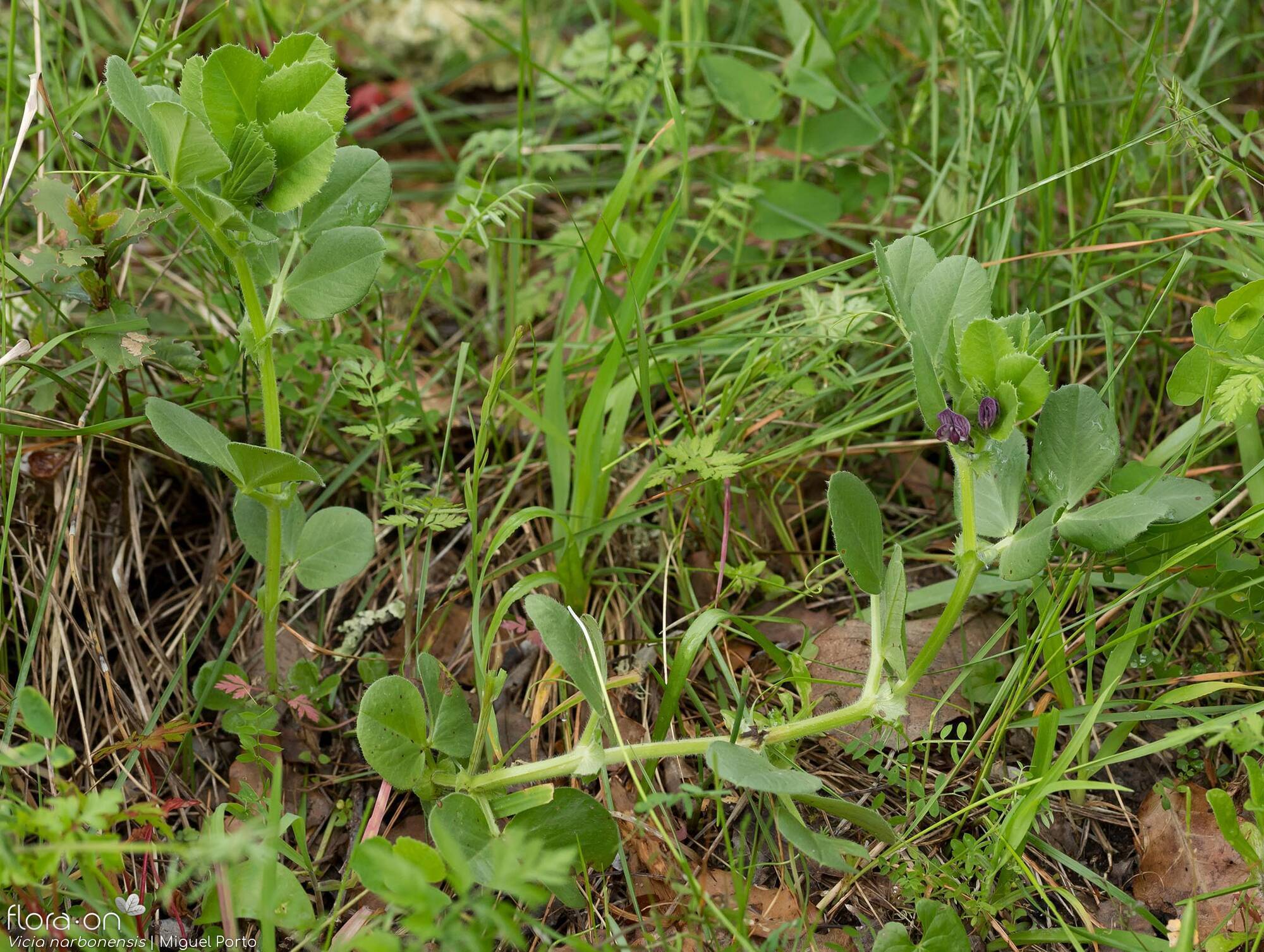 Vicia narbonensis - Hábito | Miguel Porto; CC BY-NC 4.0