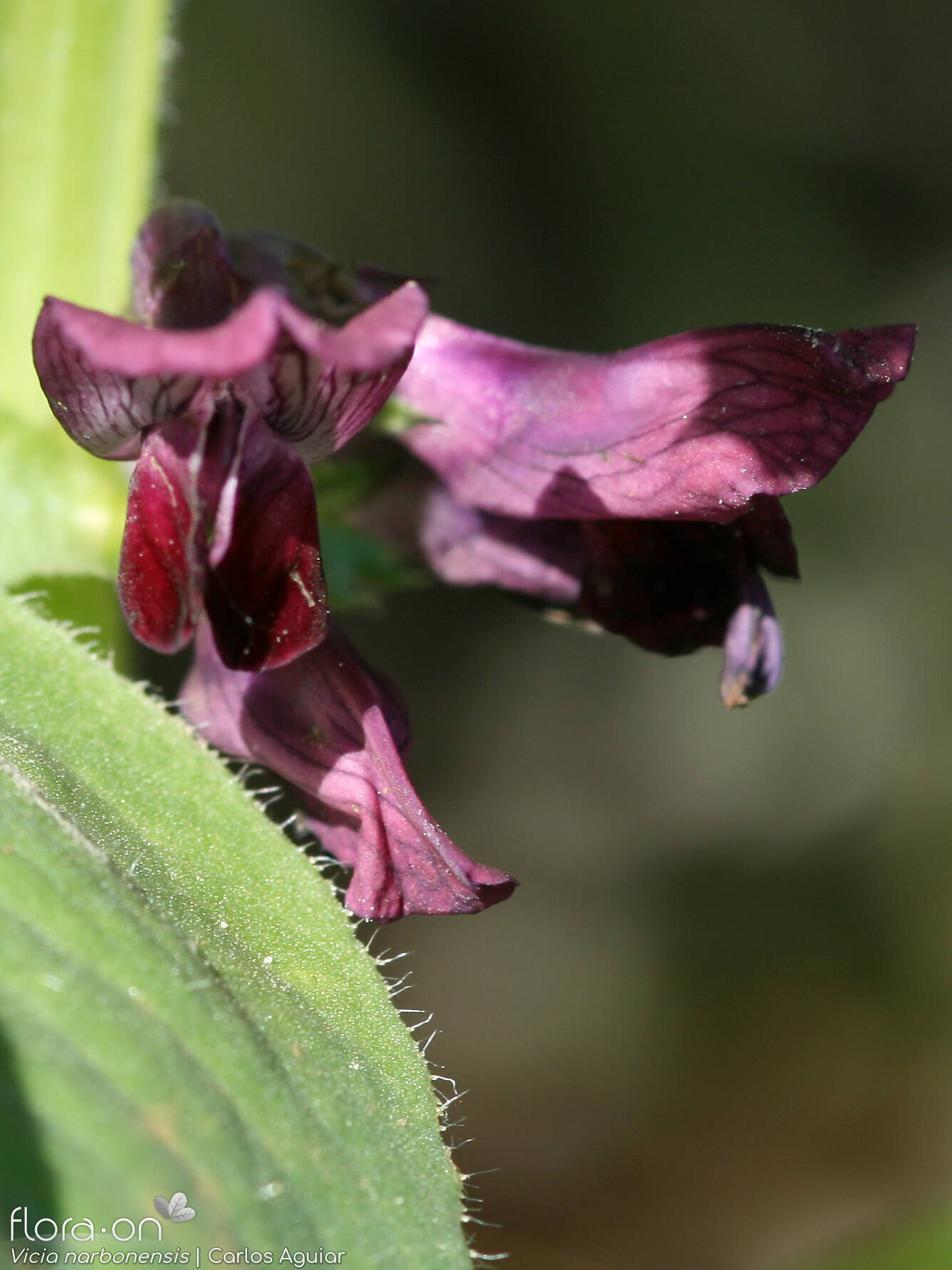 Vicia narbonensis - Flor (close-up) | Carlos Aguiar; CC BY-NC 4.0