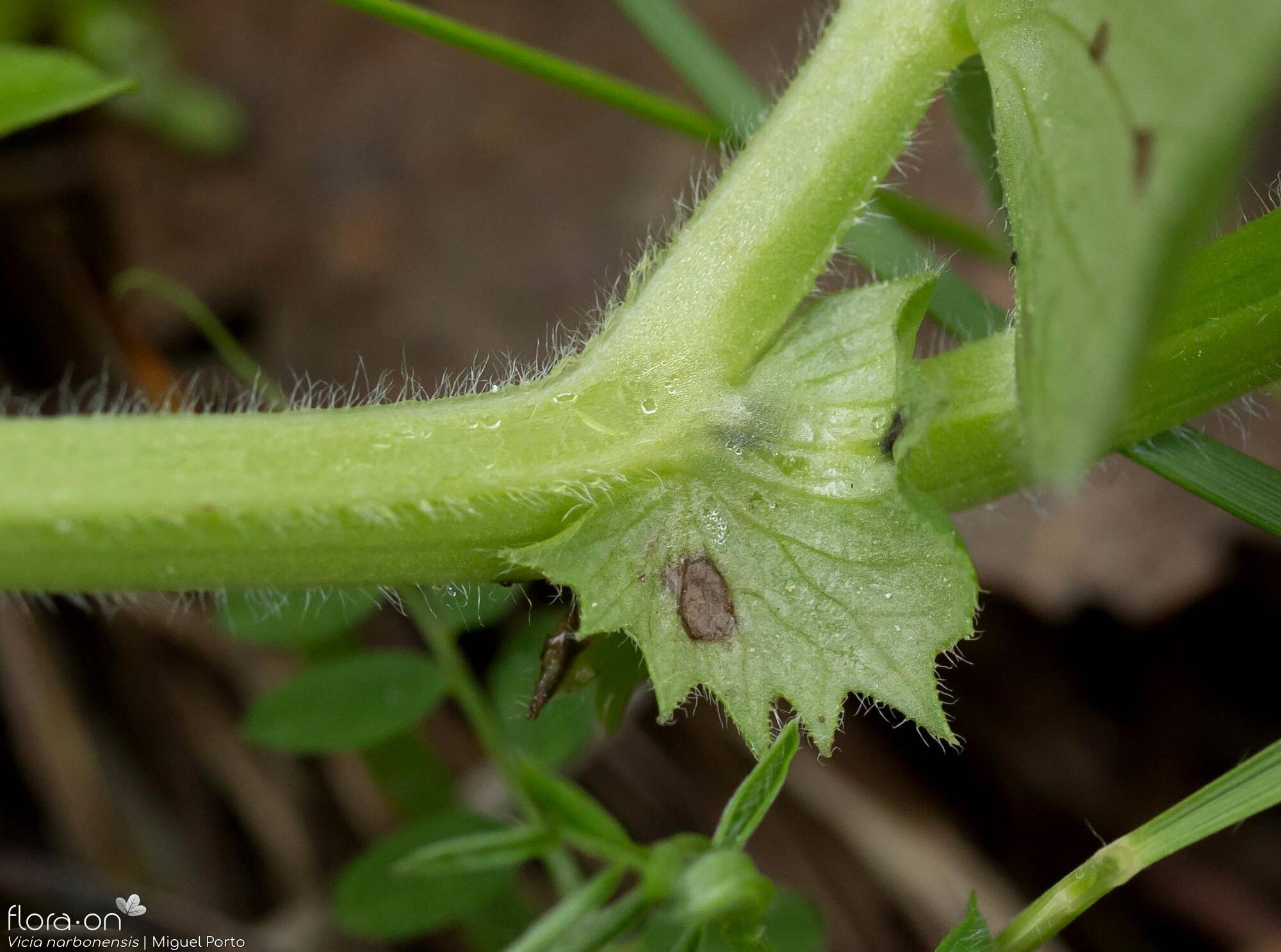 Vicia narbonensis - Estípulas | Miguel Porto; CC BY-NC 4.0